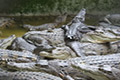 Crocodile farm