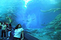Under water world